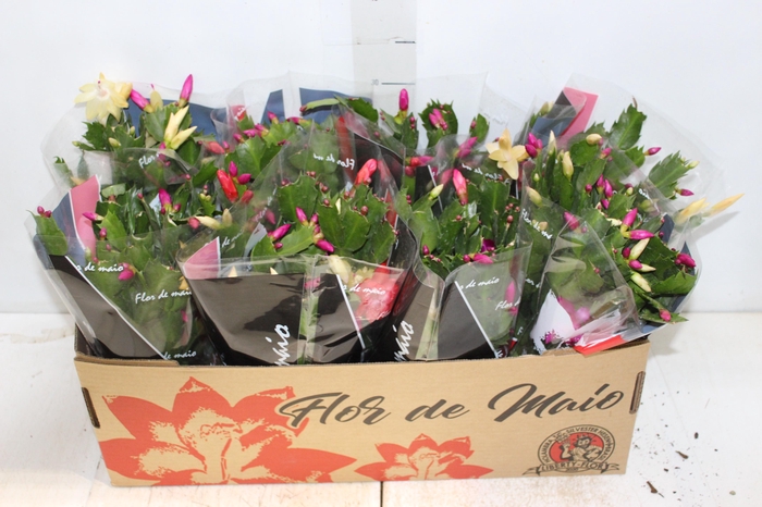 <h4>FLOR DE MAIO P15</h4>