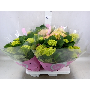Hydrangea mac.   ...