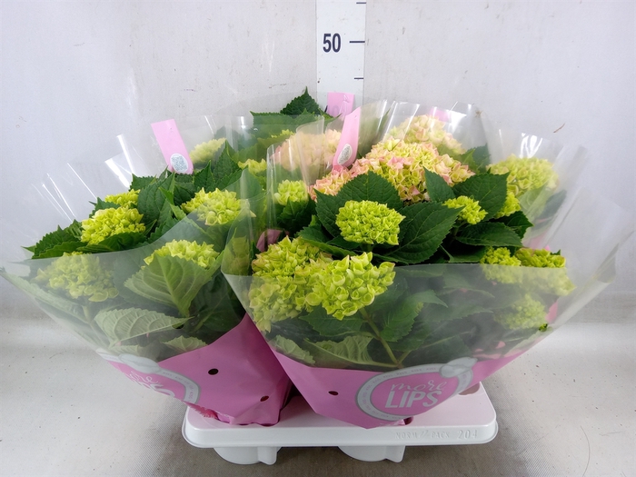 <h4>Hydrangea mac.   ...</h4>