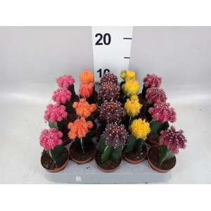 Gymnocalycium mihanov. 'Japan' mix