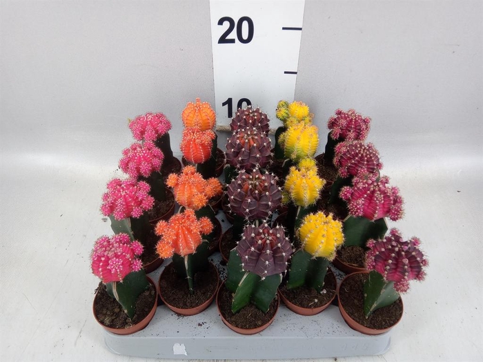 <h4>Gymnocalycium mihanov. 'Japan'  mix</h4>
