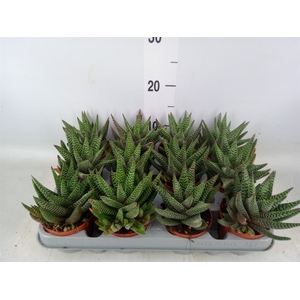 xGasterhaworthia  'Royal Highness'
