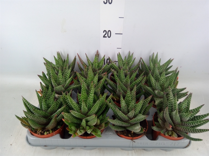 <h4>xGasterhaworthia  'Royal Highness'</h4>