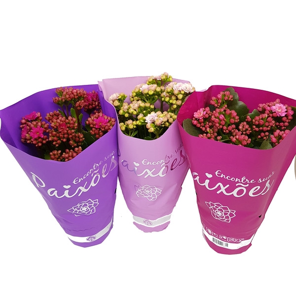 <h4>KALANCHOE DOBRADO PAIXOES P11</h4>