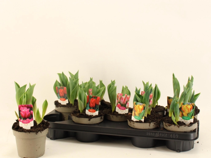 <h4>TUL GEM 4 KLEUREN</h4>