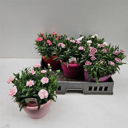 <h4>Dian Osc Gem</h4>