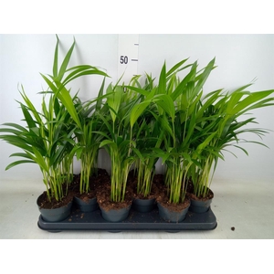 Dypsis lutescens   ...Chrysalidoca