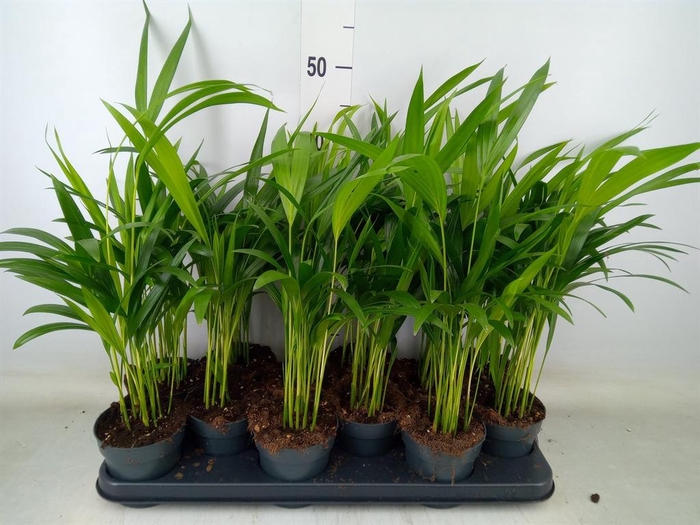 <h4>Dypsis lutescens   ...Chrysalidoca</h4>