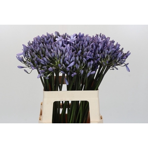 Agapanthus 'Buddy Blue'