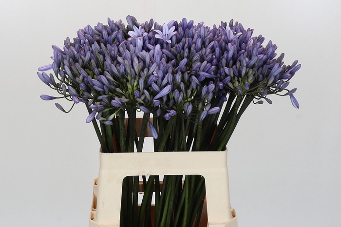 Agapanthus 'Buddy Blue'