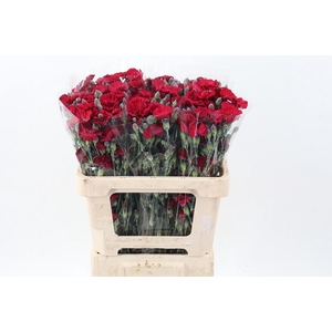 Di Solomio Passionfly It