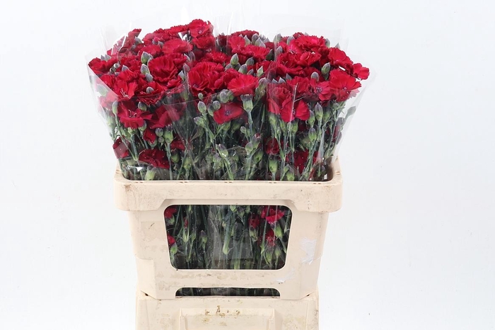 <h4>Di Solomio Passionfly It</h4>