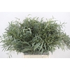 Euca Gunny Short 150gr P Bunch
