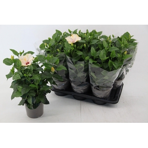 Hibiscus Venetie wit 17 cm