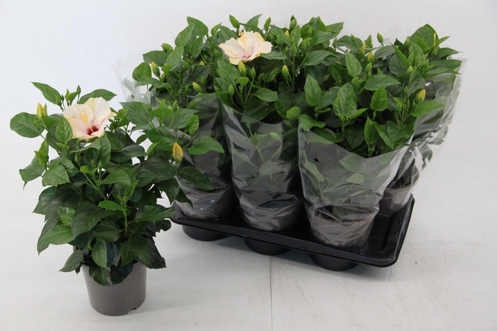 <h4>Hibiscus Venetie wit 17 cm</h4>