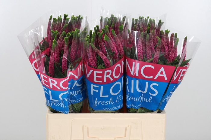 <h4>Veron Smart Iselle</h4>