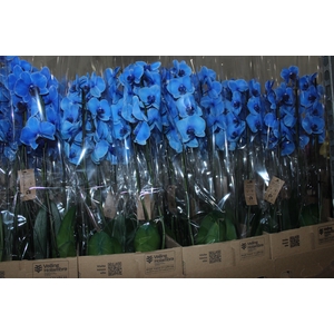 PHALAENOPSIS P12 TINGIDA AZUL 2 HT