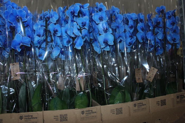 <h4>PHALAENOPSIS P12 TINGIDA AZUL 2 HT</h4>