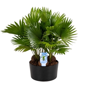 Livistona in Andorra 3 pp black Asp Lucht Zuiverend