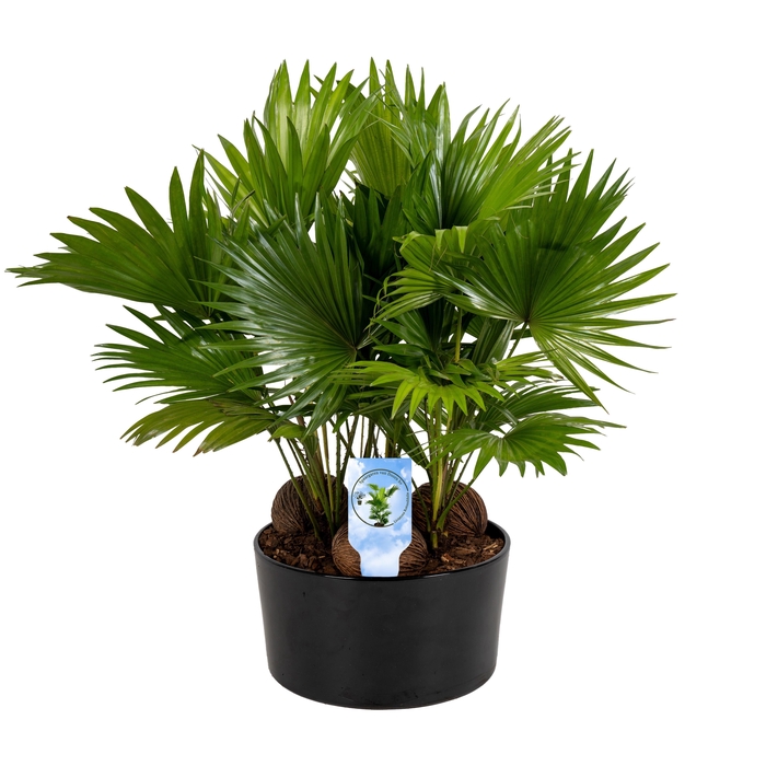 <h4>Livistona in Andorra 3 pp black Lucht Zuiverend</h4>