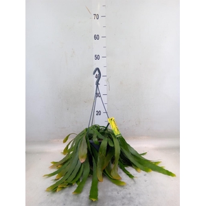 Pseudorhipsalis ramulosa