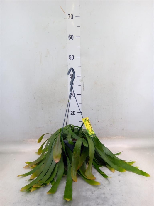 <h4>Pseudorhipsalis ramulosa</h4>