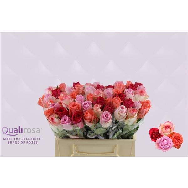 <h4>R Gr Mix Pink Panther</h4>