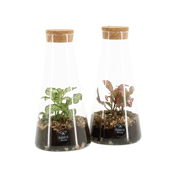 <h4>90592: Terrarium arrangement</h4>