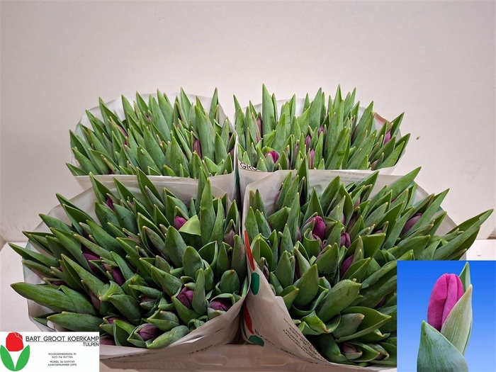 <h4>Tu En Roeska</h4>