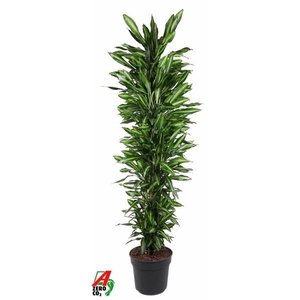 Dracaena fragrans Cintho