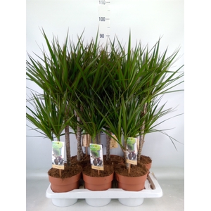 Dracaena marg.