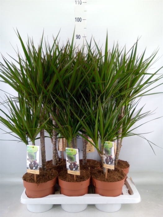 <h4>Dracaena marg.</h4>