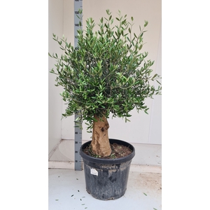 OLEA EUROPAEA