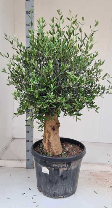 <h4>OLEA EUROPAEA</h4>
