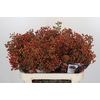 Rozenbottel Autumn Rosefruits