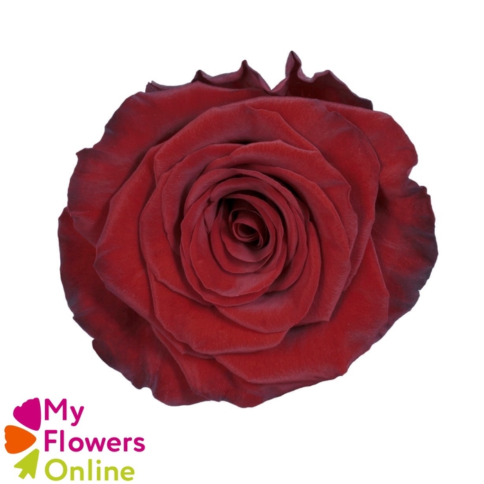 <h4>R Gr Red Paris@ Red 60cm EC</h4>