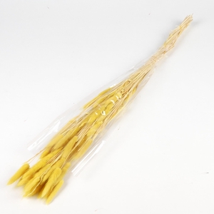 DF Lagurus Bs 50g/70cm Yellow