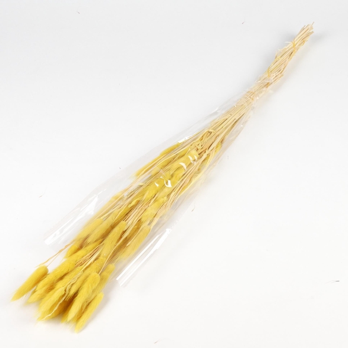 <h4>DF Lagurus Bs 50g/70cm Yellow</h4>