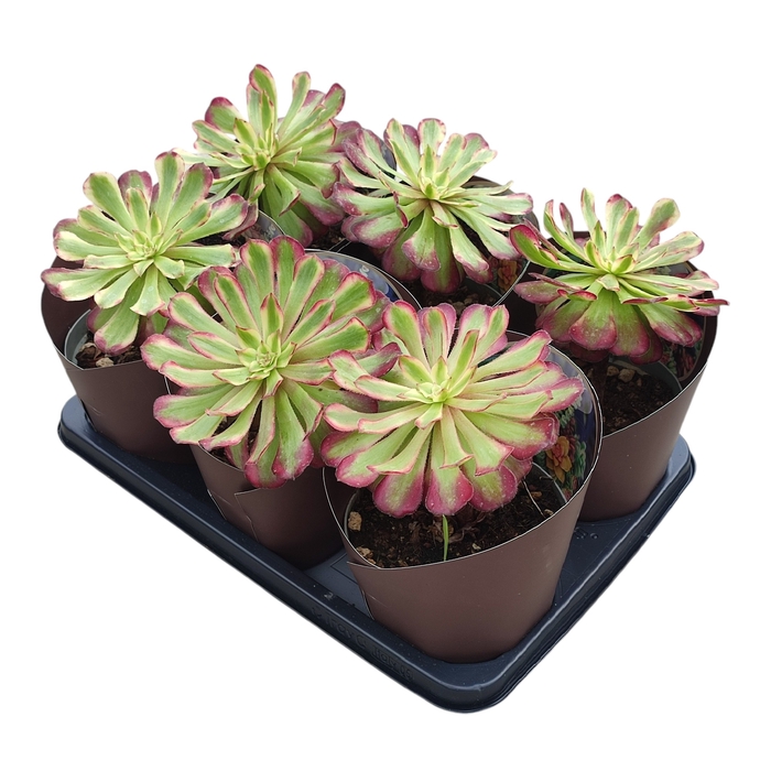 <h4>Aeonium Mardi Gras Potcover</h4>