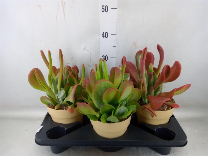 <h4>Kalanchoe NF   ...</h4>