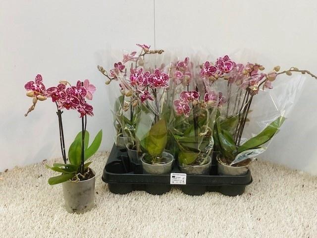 Phal Ov Purple Spot
