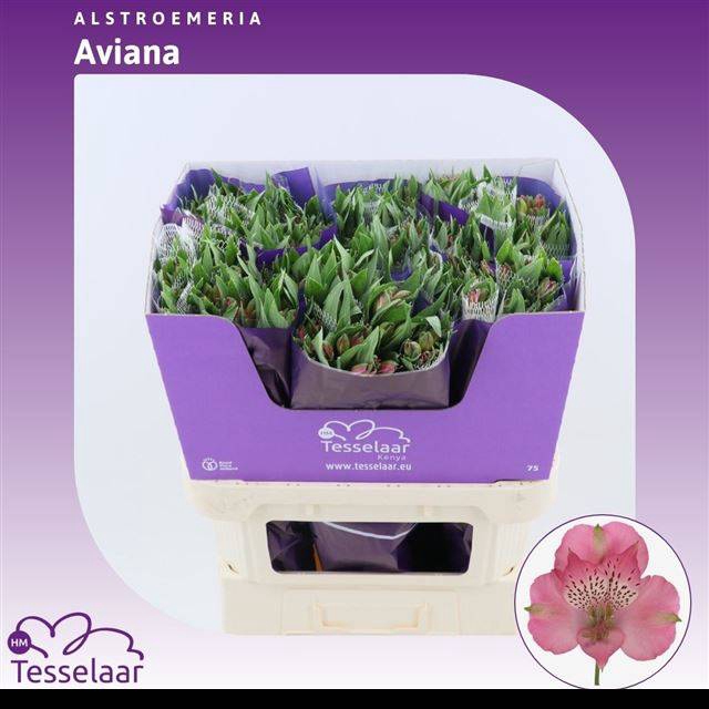 <h4>ALSTR AVIANNA</h4>