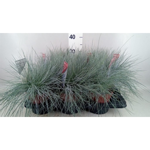 Festuca glauca 'Intens Blue'