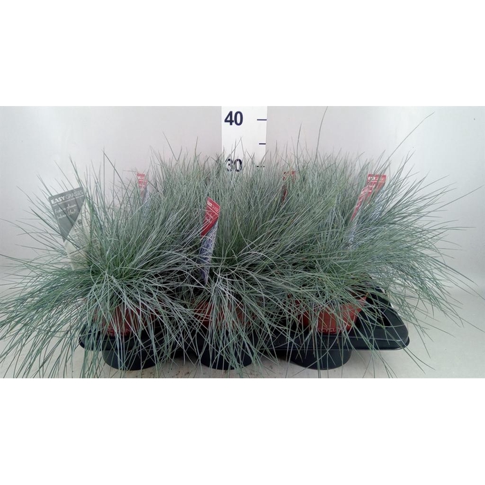 <h4>Festuca glauca 'Intens Blue'</h4>