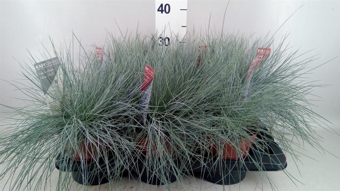 <h4>Festuca glauca 'Intens Blue'</h4>