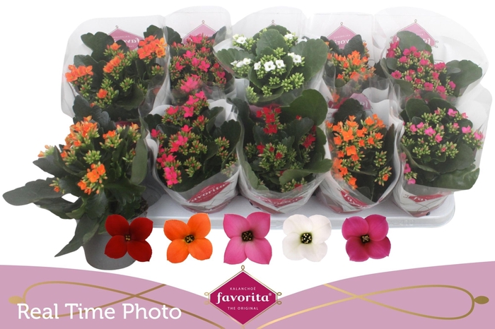 <h4>KAL EN GEM 5 KL</h4>