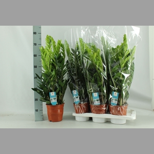 ZAMIO ZAMIIFOLIA