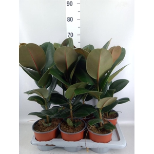 Ficus elastica 'Robusta'