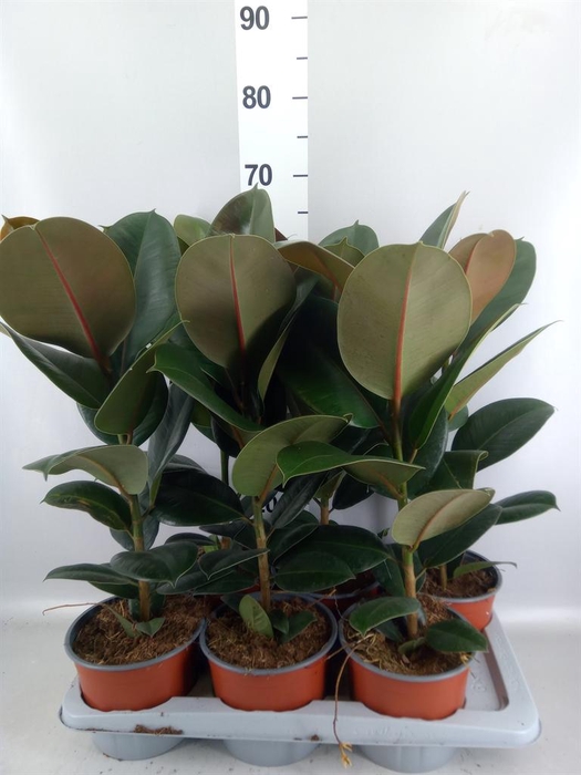 <h4>Ficus elastica 'Robusta'</h4>