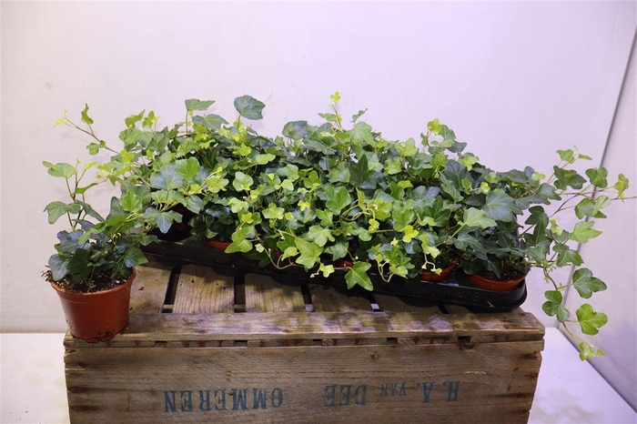 <h4>arr8 Hed He Wonder</h4>